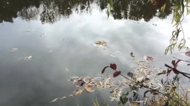 Düşen yapraklar sonbaharda nehirde yüzer.