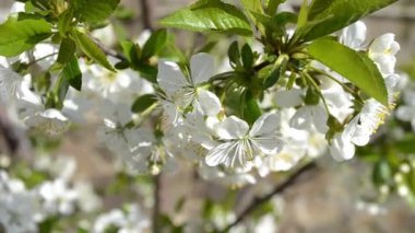 Bir bahar bahçesinde yüksek kaliteli çiçeklerin uyanışının dinamik videosu.