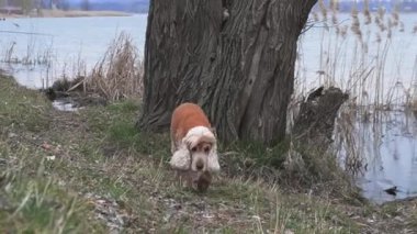 Yetişkin bir spanyelin nehir kıyısında sakin bir yürüyüşün keyfini çıkardığı keyifli bir video.