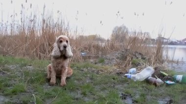 Köpek nehir kıyısında çöp yığınının yanında oturuyor. Gezegeni yüksek kaliteli videodan kurtarın.