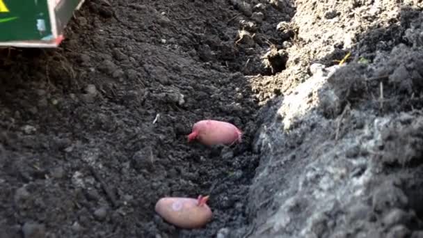 Ένα Mans Χέρι Γάντια Φύτευση Πατάτες Στο Έδαφος Υψηλής Ποιότητας — Αρχείο Βίντεο