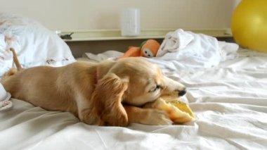 Köpek yatakta kemik çiğniyor. Yüksek kaliteli video.