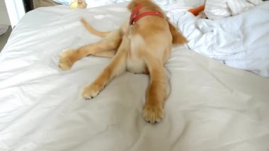 Yatakta kaliteli bir videoda bir Spaniel yavrusunu gösteren sevimli bir video.