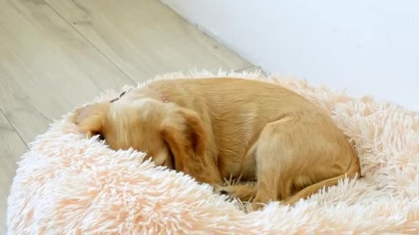 Spaniel Puppy Begraaft Zich Zijn Bank Hoge Kwaliteit Video — Stockvideo