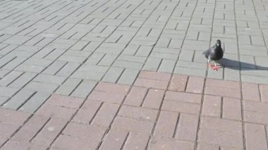 Kalabalık şehrin ortasında, sezonun en kaliteli videosunun tadını çıkaran bir güvercinin büyüleyici videosu.