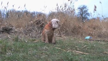 Köpeğin sazlıkların yanında oturduğunu gösteren hızlandırılmış video.