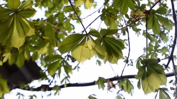 Φύλλα Κάστανου Φτερουγίζει Στον Άνεμο Στο Ηλιοβασίλεμα Υψηλής Ποιότητας Βίντεο — Αρχείο Βίντεο