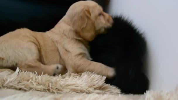 Yorgun Tapılası Kırmızı Köpek Yavrusu Yüksek Kaliteli Video Kestiriyor — Stok video