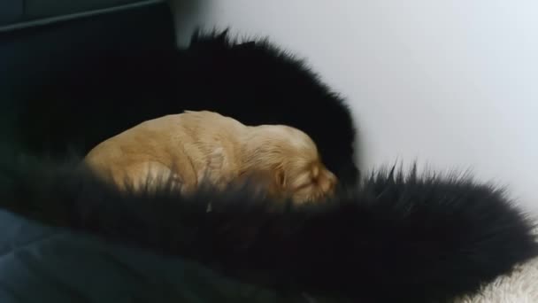 一个安静的视频一个小的 疲倦的 拥抱红色的小狗和平地打瞌睡高质量的视频 — 图库视频影像