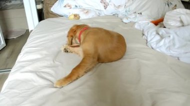 Spaniel köpek yavrusunun yatakta dinlendiği sevimli bir video.
