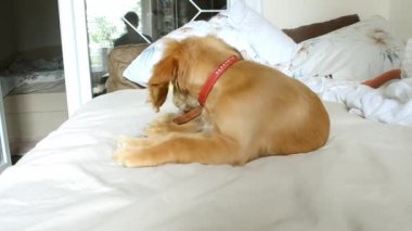 kırmızı köpek yatakta dinleniyor. Yüksek kaliteli video.
