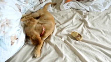 Yüksek kaliteli bir videoda, neşeli bir köpek yavrusunun canlandırıcı videosu.