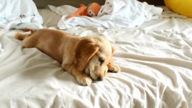 Yavru köpek yatakta yatıyor kıkırdak üzerinde dişler gıcırdıyor yüksek kaliteli video