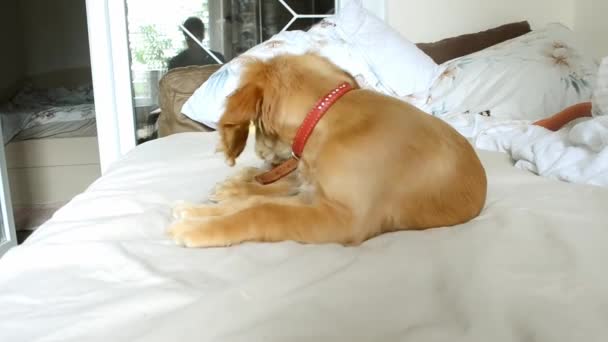 ベッドで休む赤い子犬 高品質のビデオ — ストック動画
