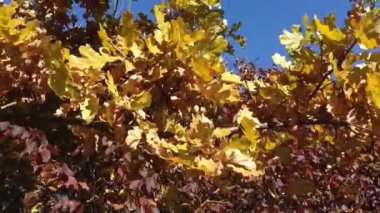 Sonbahar esintisinde rüzgarda yaprakların hafif salınımını yakalayan video. Yüksek kaliteli FullHD görüntüleri.