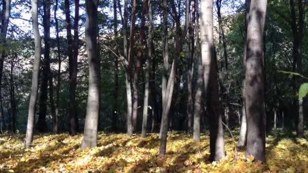 Video Cortado Del Bosque Otoño Captura Caída Hojas Alta Calidad — Vídeos de Stock