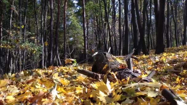 Boeiende Video Van Een Bos Scène Herfst Bladeren Sierlijk Dalende — Stockvideo