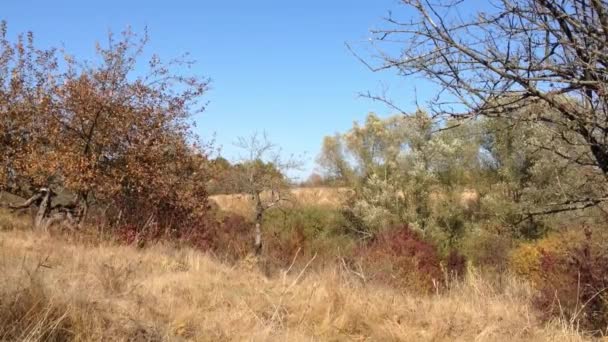 Video Viento Balanceando Suavemente Los Árboles Través Campo Sereno Durante — Vídeos de Stock