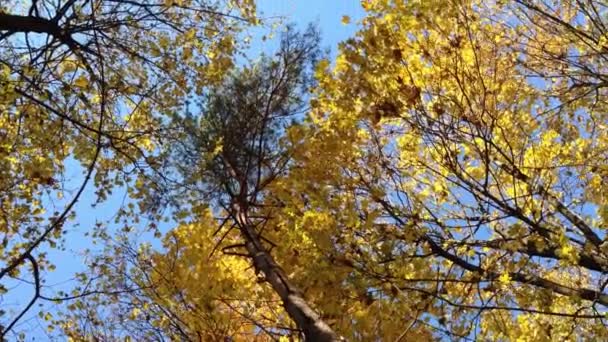 All Άποψη Των Κιτρινίζοντας Κορυφές Δέντρων Στο Δάσος Του Φθινοπώρου — Αρχείο Βίντεο