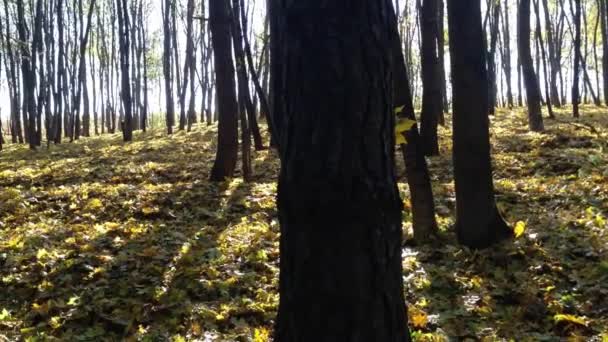 Video Que Captura Efímera Belleza Las Hojas Que Caen Bosque — Vídeos de Stock
