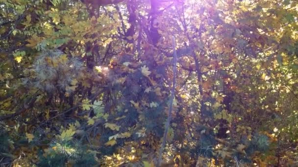 Krásný Podzimní Opadavý Les Večerních Paprscích Vysoce Kvalitní Fullhd Záběry — Stock video