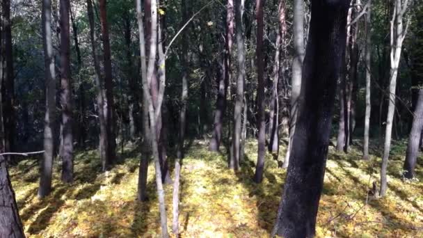 숲에서 보여주는 매혹적인 비디오 고품질 Fullhd 비디오 — 비디오