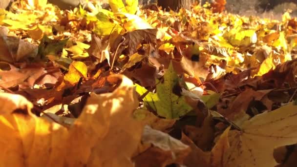 Captivando Vídeo Capturando Dança Graciosa Folhas Vento Outono Imagens Fullhd — Vídeo de Stock