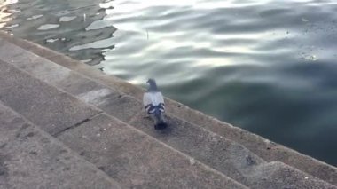 Bir güvercin bir su kütlesinin yanında bir çıkıntıda oturuyor. Kuş suya bakıyor gibi görünüyor.