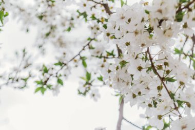 Ön planda beyaz çiçekli bir ağaç var. Çiçekler tam çiçeklenmiştir ve ağaç dalları çiçeklerle doludur. Güzellik ve sükunet kavramı