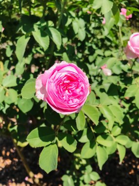 Pembe bir çiçek yeşil bir çalılığın ortasındadır. Çiçek yapraklar ve dallarla çevrilidir ve görüntünün ana odak noktasıdır.