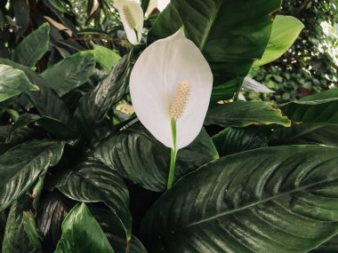 Beyaz bir çiçek yeşil yapraklı bir bitkinin ortasındadır. Çiçek görüntünün ana odak noktasıdır ve yeşil arkaplanda göze çarpar. Doğal güzellik ve sükunet kavramı