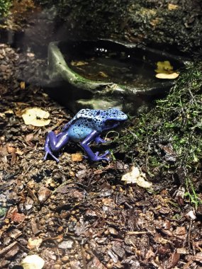 Küçük bir göletin önünde yerde bir kurbağa oturuyor. Gölet kayalar ve yapraklarla çevrili.