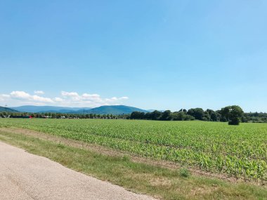Uzakta büyük bir mısır tarlası görülebilir. Gökyüzü açık ve mavidir, ve güneş parlıyor. Huzurlu ve huzurlu bir manzara, tek ses mısırın hışırtısı.