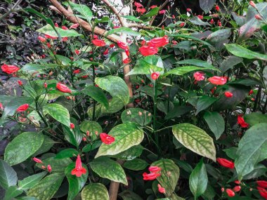 Bir demet canlı kırmızı çiçek, yemyeşil yapraklarla tamamlanmış, çarpıcı ve renkli bir manzara yaratır..