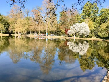 Arka planda ağaç olan bir gölet. Su sakin ve ağacın yansıması görülebilir.