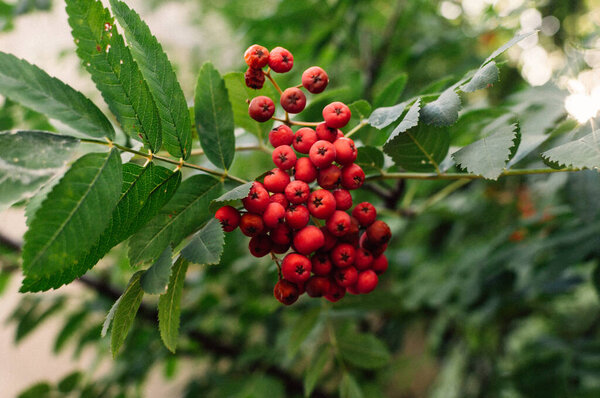 A cluster of red berries on a tree branch. The berries are small and round, and they are clustered together. The tree is green and lush, and the berries are hanging from the branches