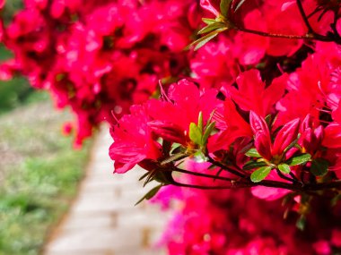 A close up of a red flower with green leaves. The image has a serene and peaceful mood, as the flower is in a natural setting and the colors are bright and vibrant clipart