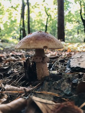 Bir ormanda yerde bir mantar oturuyor. Mantar kahverengi ve sivri uçlu.