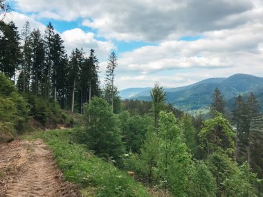 İçinden toprak yol geçen bir orman. Yol ağaçlarla çevrili ve gökyüzü bulutlu.