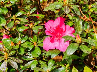 Pembe bir çiçek yeşil bir çalılığın ön planındadır. Çiçek yeşil yapraklarla çevrilidir ve görüntünün ana odak noktasıdır.
