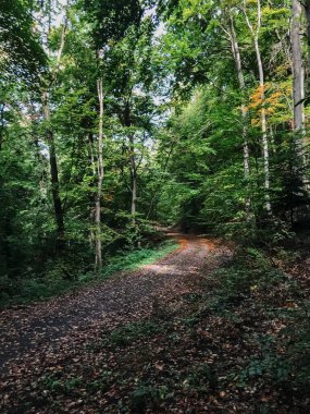 Ağaçlar ve düşen yapraklarla dolu bir ormanda, ormandaki sonbahar yolunun dingin ve renkli güzelliğini gösteren bir yol. Sonbahar temalı tasarımlar için mükemmel.