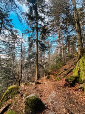 Ağaçlar ve yosunlarla dolu bir orman yolu. Yol yapraklar ve kayalarla kaplı. Gökyüzü mavi ve güneş parlıyor.