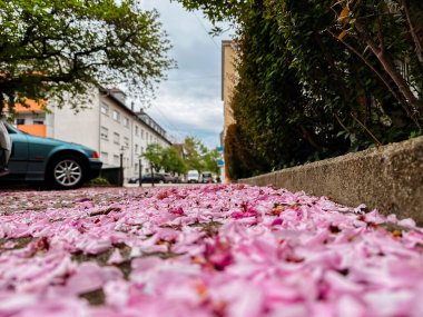 Yerde pembe çiçeklerle kaplı bir cadde. Şehir veya bahçe sahnelerine canlı ve neşeli bir dokunuş eklemek için mükemmel..