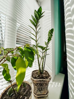 Saksı bitkisi pencere pervazında başka bir bitkinin yanında durur. Pencere beyaz panjurlarla kaplı, ve güneş ışığı perdelerin arasından parlıyor, bitkilerin üzerine sıcak bir ışık saçıyor.