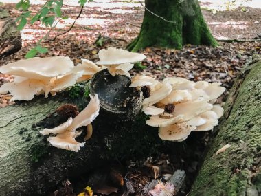 Mantarlarla kaplı bir kütük yerde. Mantarlar beyaz ve bazıları kahverengi. Huzurlu ve huzurlu bir sahne.