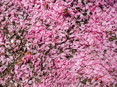 Pembe çiçek yaprakları yere saçılmış. Görüntünün huzurlu ve huzurlu bir havası var. Pembe yapraklar her yere saçılmış güzel ve rahatlatıcı bir manzara yaratıyor.
