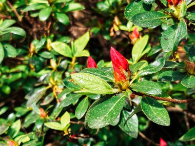 Kırmızı çiçek tomurcuğuyla yapraklı bir bitkiyi kapat. Tomurcuk küçük ve yeşildir ve yaprak büyük ve yeşildir. Büyüme ve yaşam kavramı