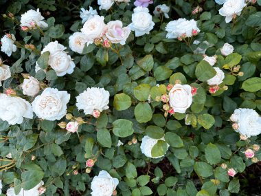 Bahçede bir demet beyaz çiçek var. Çiçekler tamamen çiçeklenmiştir ve yeşil yapraklarla çevrilidir. Bahçe bereketli ve hayat dolu. Tazelik ve hayat dolu.