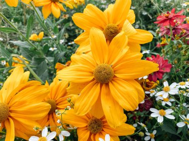 Arka planda birkaç kırmızı çiçek olan bir demet sarı çiçek. Resmin odak noktası sarı çiçekler.