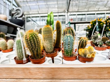 Kaktüslerin sıraları tahta bir masada sergilenir. Kaktüsler çeşitli boyut ve renklerdedir, görsel olarak ilginç ve çeşitli bir düzenleme oluştururlar.